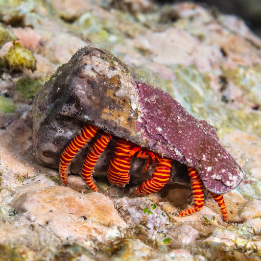 Crab: Halloween Hermit