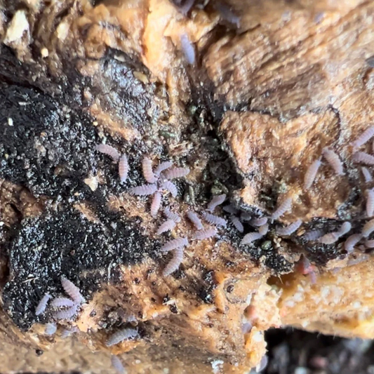 Lilac Springtails
