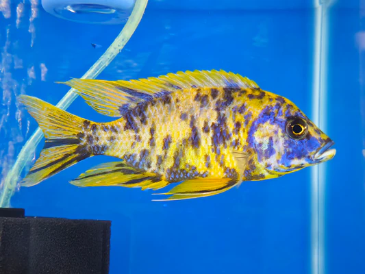 OB Yellow Peacock Cichlid