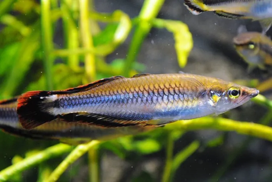 Madagascar Rainbowfish