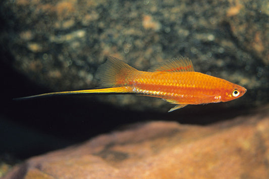 Swordtail: Red Velvet