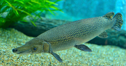 Alligator Gar