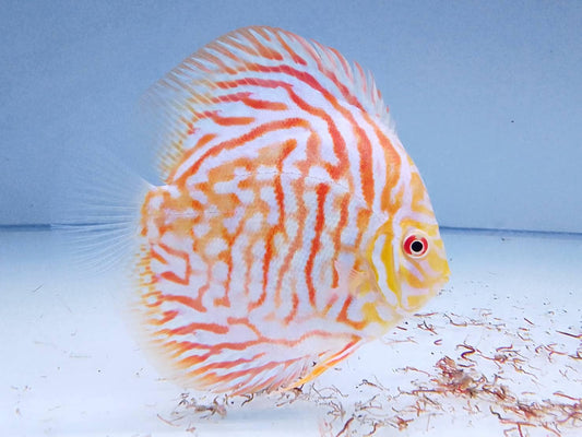 White Tiger Turquoise Discus