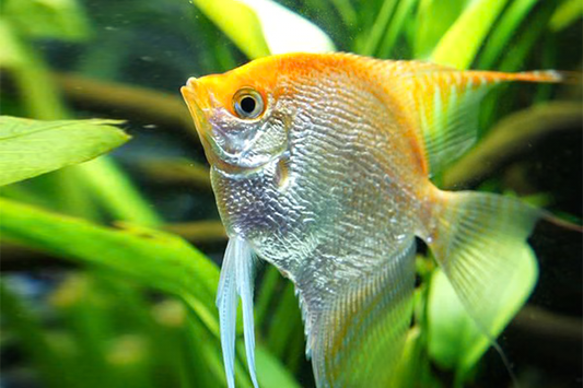 Gold Angelfish