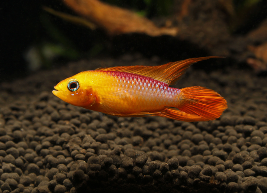 Apistogramma Agassizii Fire Red
