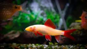 Albino Rainbow Shark