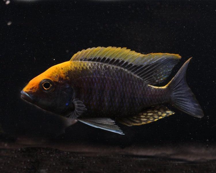 African Cichlid: Sulfurhead Peacock