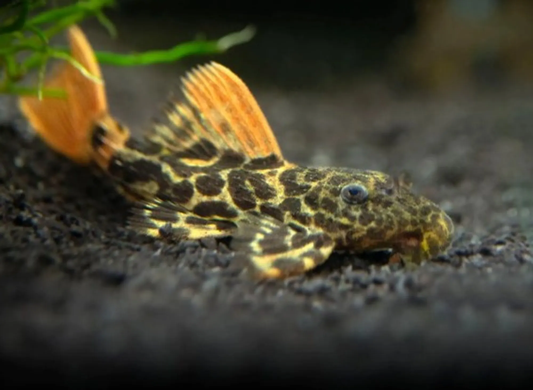 Leopard Cactus Pleco L600