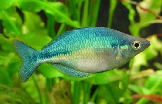 Turquoise Rainbowfish