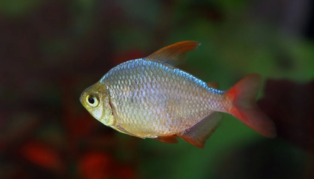 Red & Blue Columbian Tetra