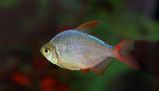 Tetra: Red & Blue Columbian