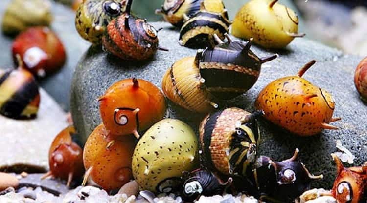 Nerite Snail