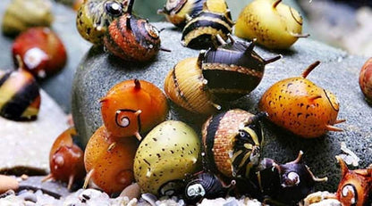 Nerite Snail