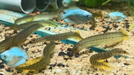 Yellow Tail Spiny Eel