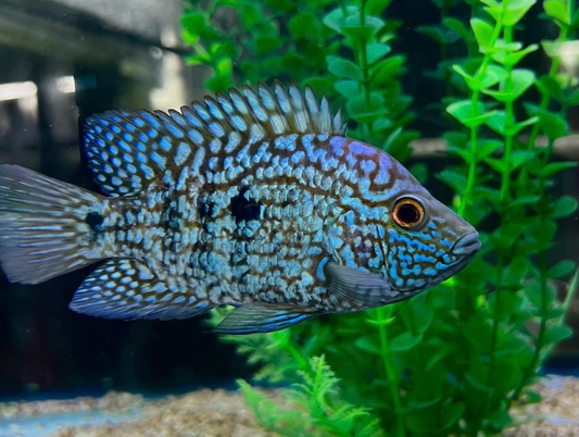 Electric Blue Texas Cichlid