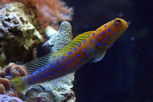 Jawfish: Blue Spotted