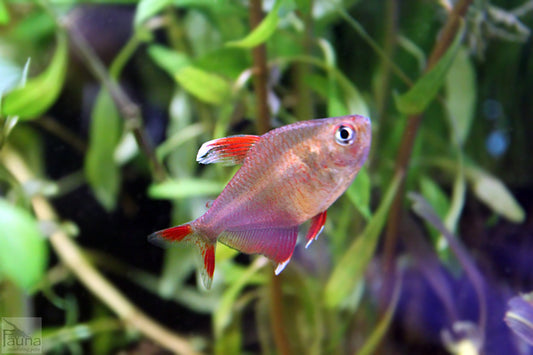 Tetra: HY511 Candy Cane