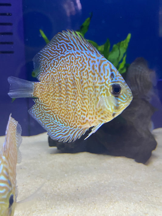 Discus: Eleven Line Leopard