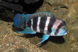 African Cichlid: Frontosa