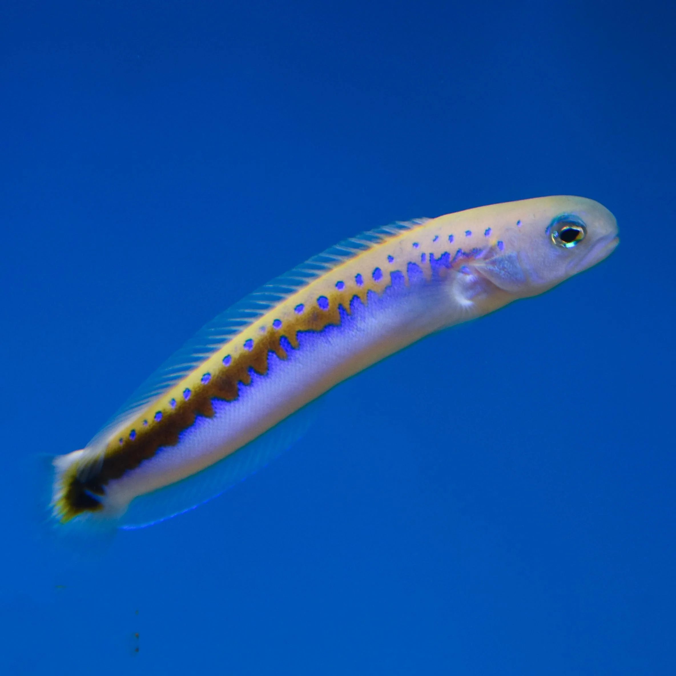 Oreni Tilefish – Tropical Exotics