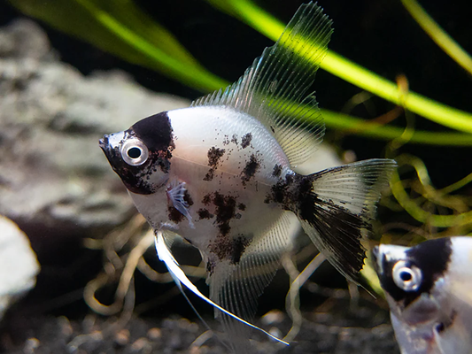 Angelfish: Panda
