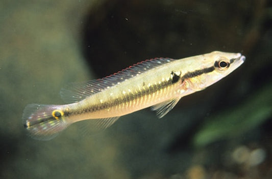 Cichlid: Ringtail Pike
