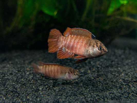 Badis: Black Tiger