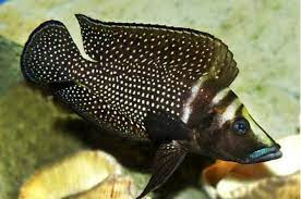 Black Calvus