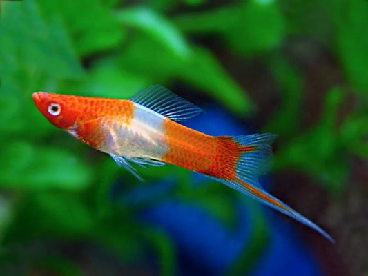 Swordtail: Santa Claus Koi