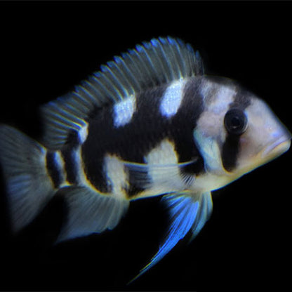 African Cichlid: Black Window Frontosa