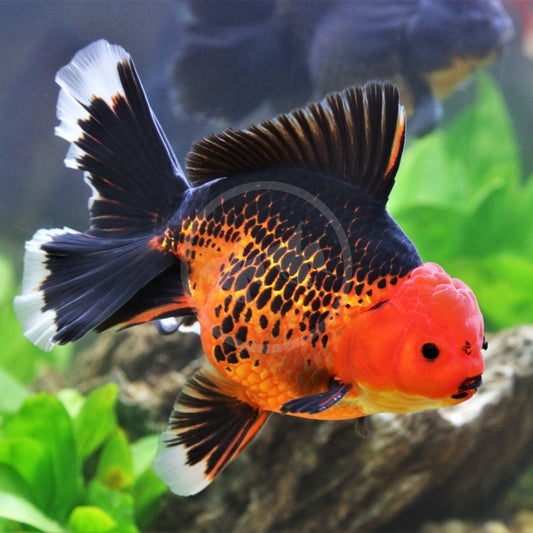 Goldfish: Red & Black Oranda
