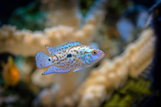 Cichlid: Electric Blue Jack Dempsey