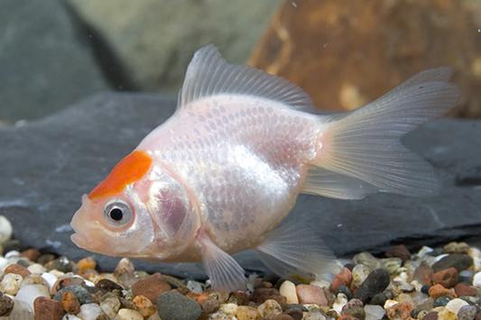 Goldfish: Red Cap Fantail