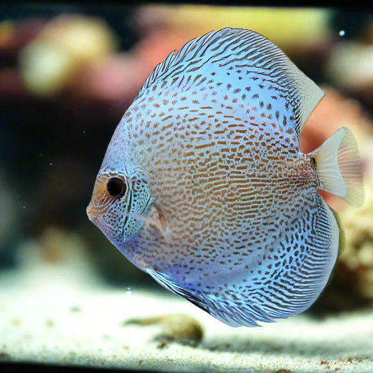 Blue Snakeskin Discus