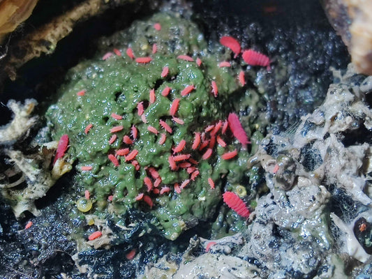 Thai Red Springtails