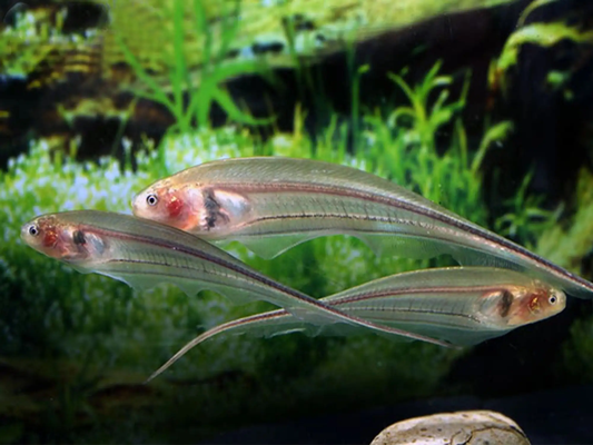 Glass Knifefish