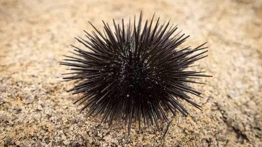Tuxedo Urchin