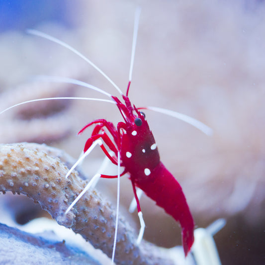 Shrimp: Fire