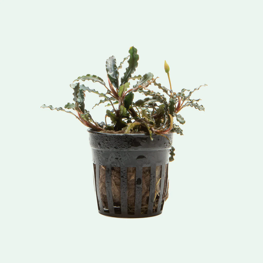 Bucephalandra: Titan
