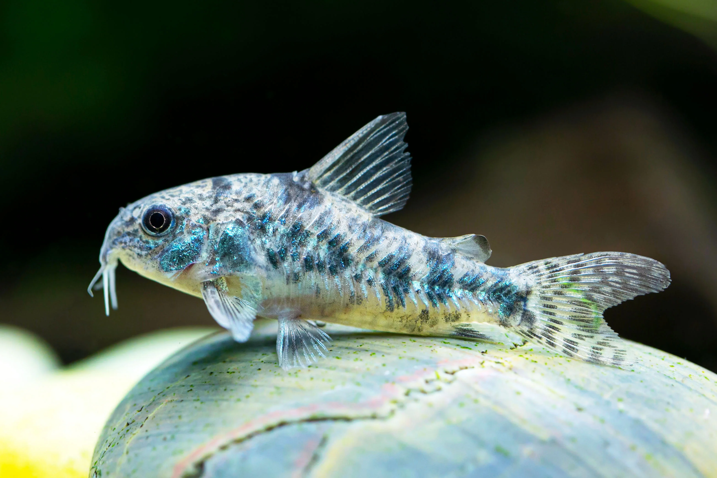 Corydoras: Peppered