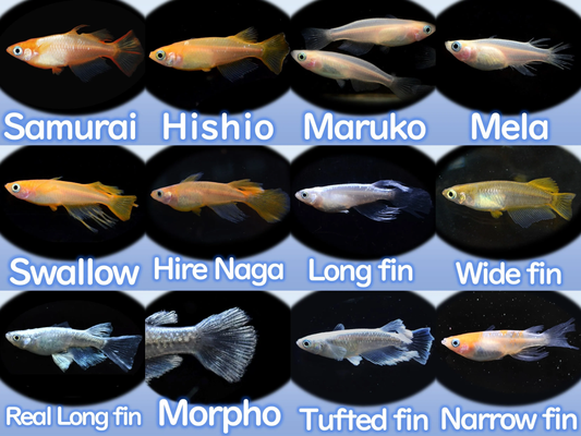 Assorted Ricefish