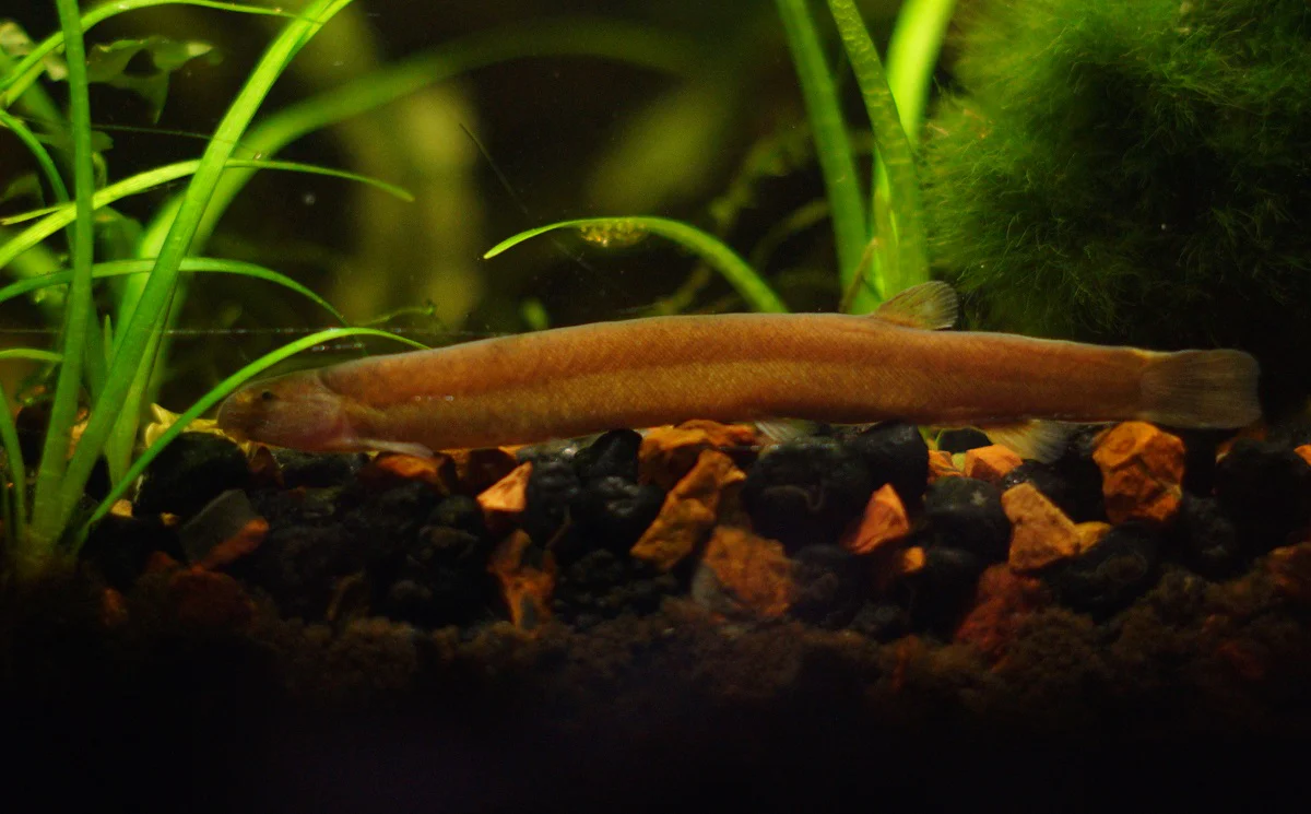 Black Kuhli Loach