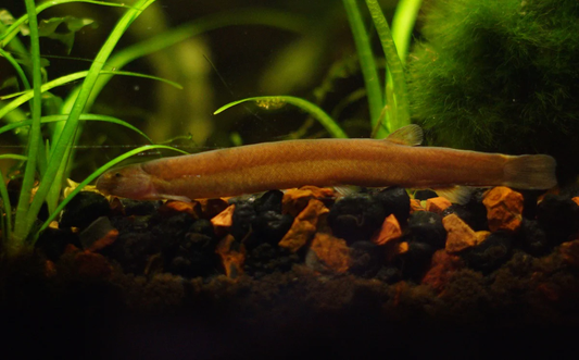 Black Kuhli Loach