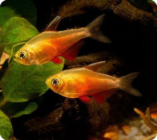 Tetra: Orange Von Rio