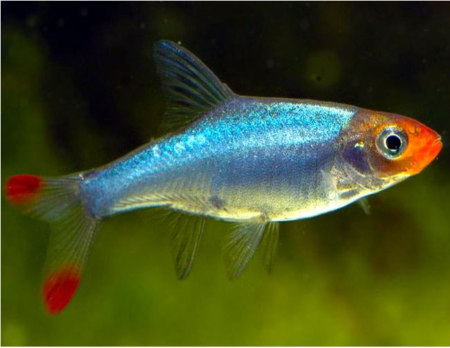 Rasbora: Rummynose