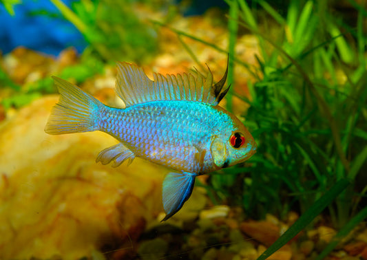 Cichlid: Electric Blue Ram