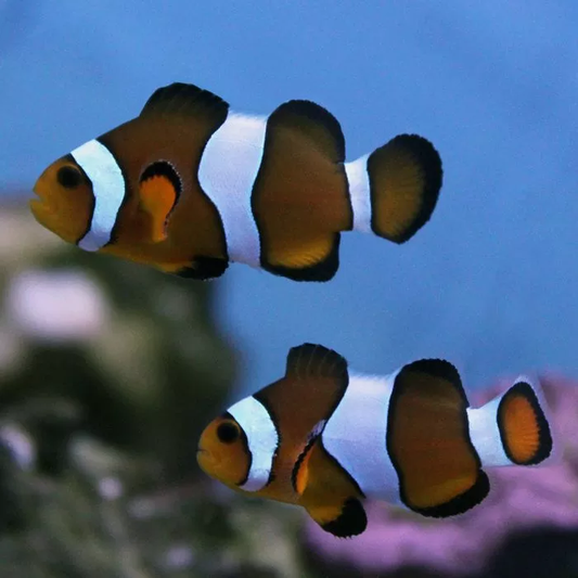 Chocolate Mocha Clownfish