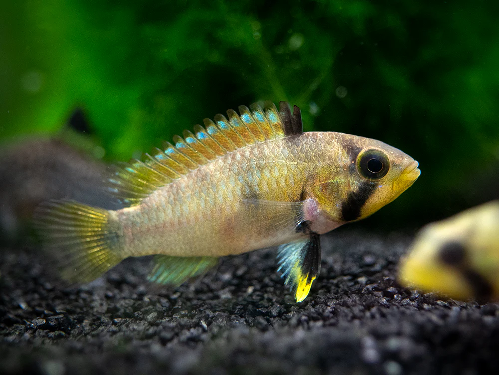 Apistogramma: Blue Panda