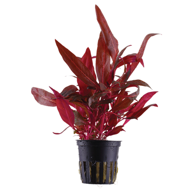 Alternanthera Rosanervig