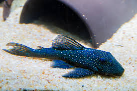 Pleco: Blue Phantom Pleco L128